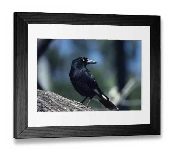 Framed Print : Pied Currawong (Strepera graculina), adult