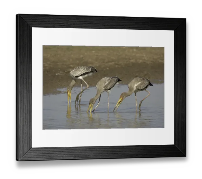 Framed Print : Yellow-billed Stork (Mycteria ibis)