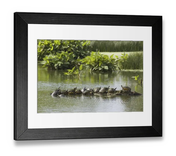 Framed Print : Florida Redbelly Turtle (Pseudemys nelsoni) Framed Print : Florida Redbelly Turtle (Pseudemys nelsoni)
