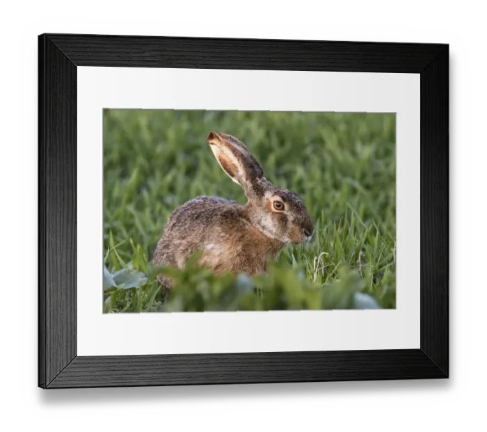 Framed Print : European Hare (Lepus europaeus)