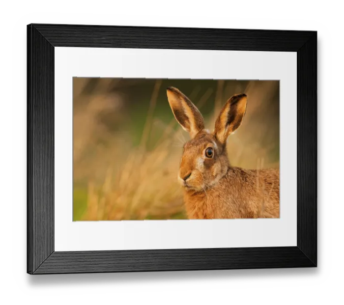 Framed Print : European hare, european hares (Lepus europaeus)