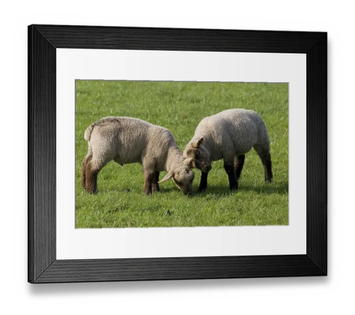 Framed Print : Domestic sheep, Dorset Down, two lambs