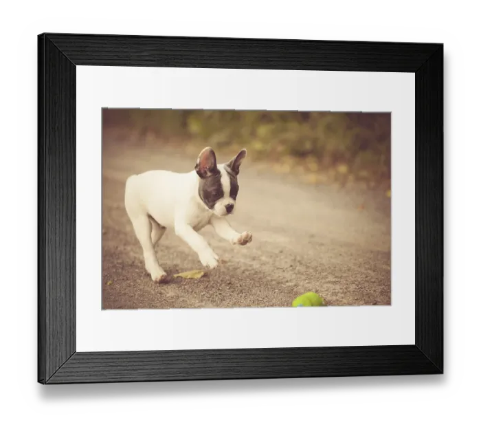 Framed Print : French Bulldog, puppy playing with a ball on a path