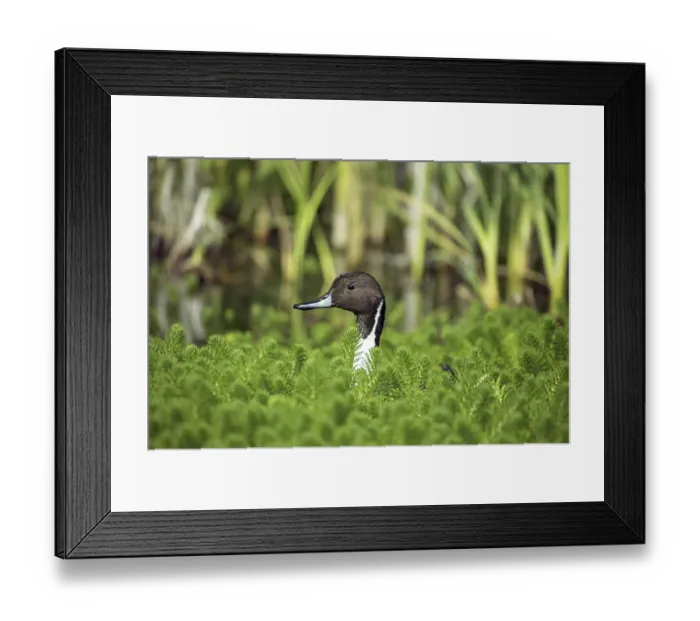 Framed Print : Northern Pintail (anas acuta), Adult in Pond