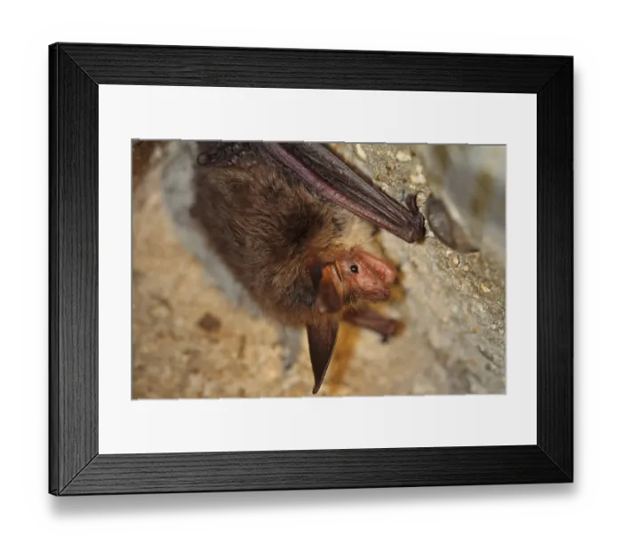 Framed Print : Bechstein's bat Bechstein's bat