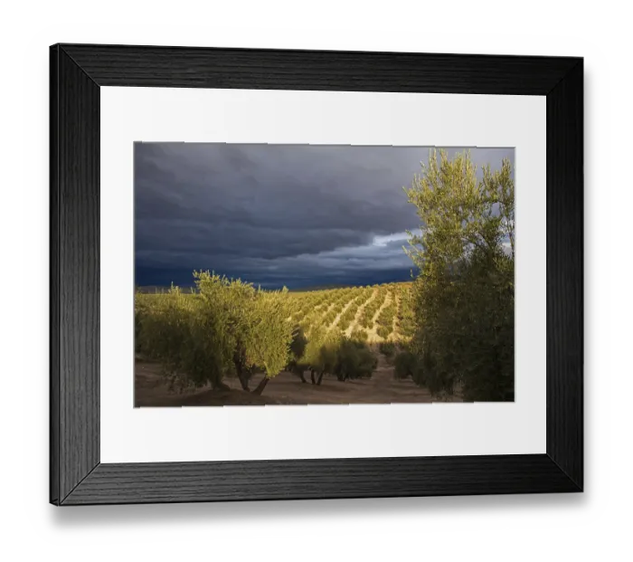 Framed Print : Late afternoon light strikes olive grove Framed Print : Late afternoon light strikes olive grove