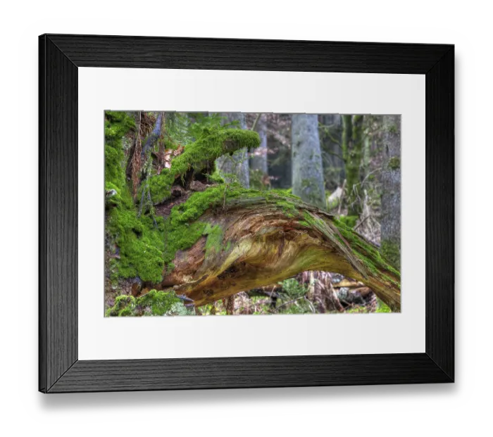 Framed Print : Spruce roots, moss, spruce forest