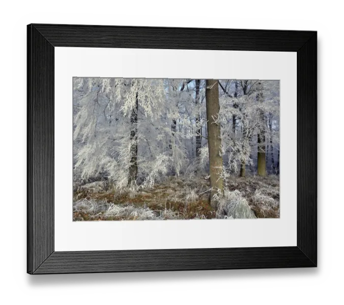 Framed Print : Maulbronn, Hoarfrost in the Forest Framed Print : Maulbronn, Hoarfrost in the Forest