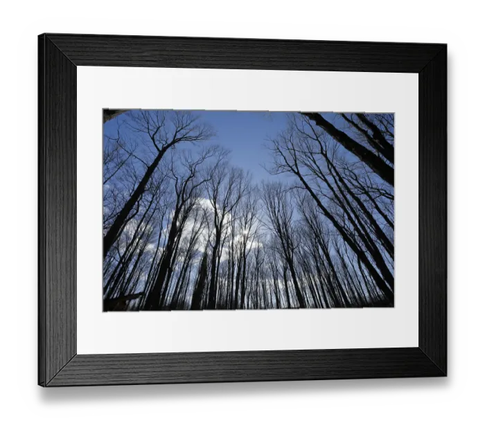 Framed Print : Nature, forest, tree tops from below Framed Print : Nature, forest, tree tops from below