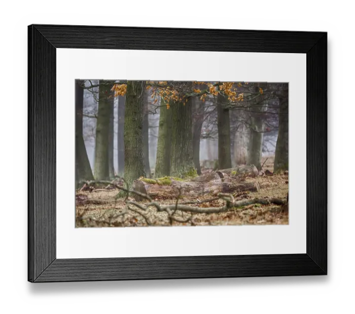 Framed Print : Forest in the mist