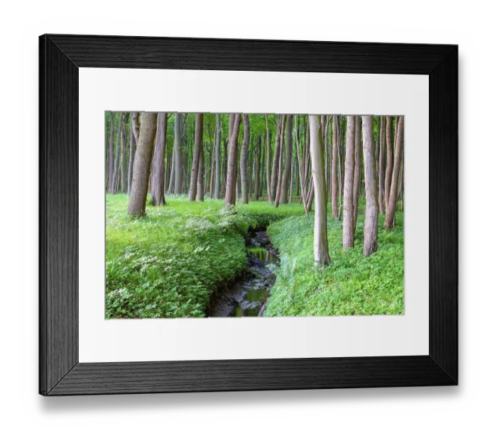 Framed Print : A beech forest with a small stream
