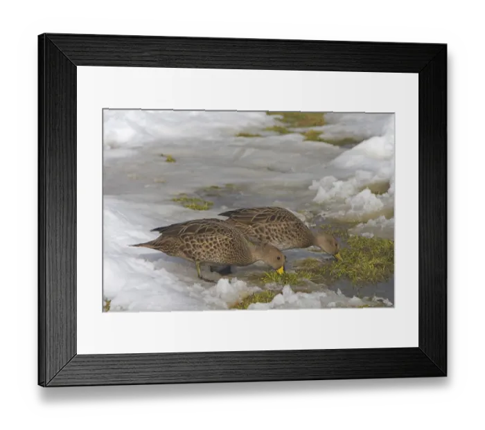 Framed Print : South Georgia Pintail, South Georgia Pintail Ducks