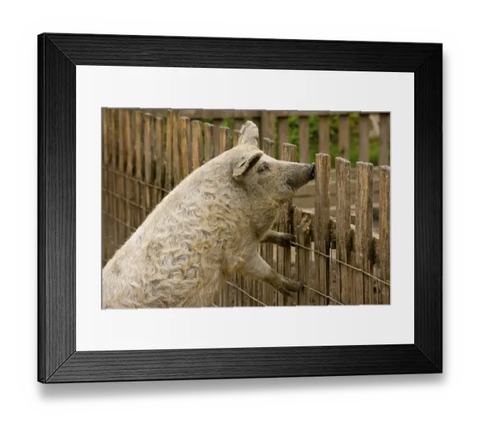 Framed Print : Domestic pig, Mangalitsa, adult
