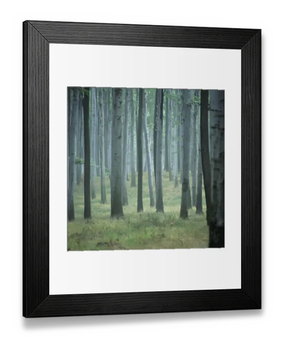 Framed Print : Forest, European beech trees (Fagus sylvatica) Framed Print : Forest, European beech trees (Fagus sylvatica)