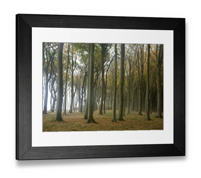 Framed Print : Geisterwald forest in Nienhagen Framed Print : Geisterwald forest in Nienhagen