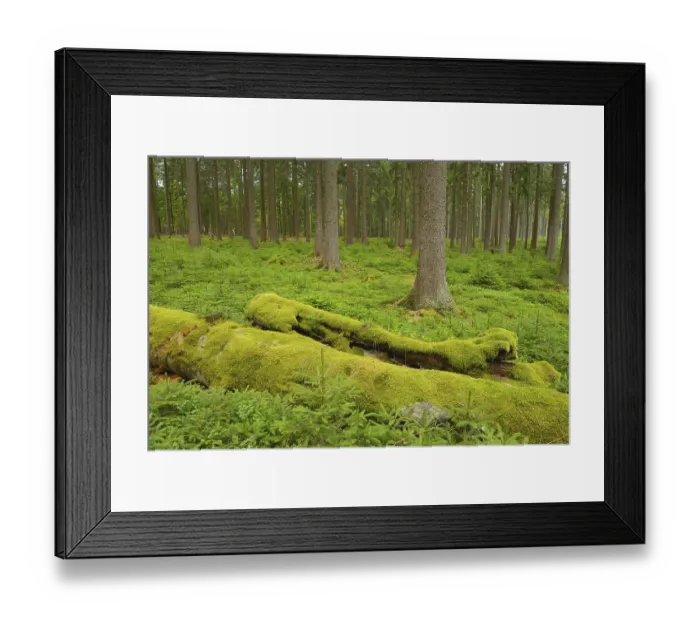 Framed Print : Spruce forest, Odenwald, Germany Framed Print : Spruce forest, Odenwald, Germany