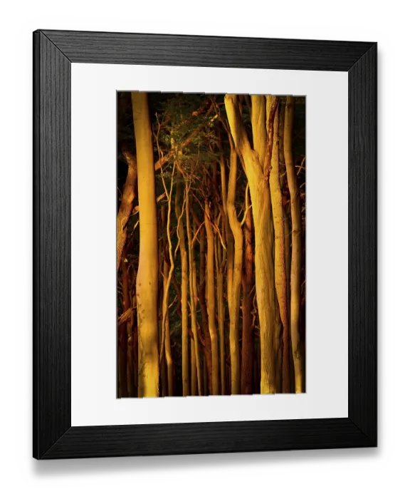 Framed Print : European Beeches (Fagus sylvatica)