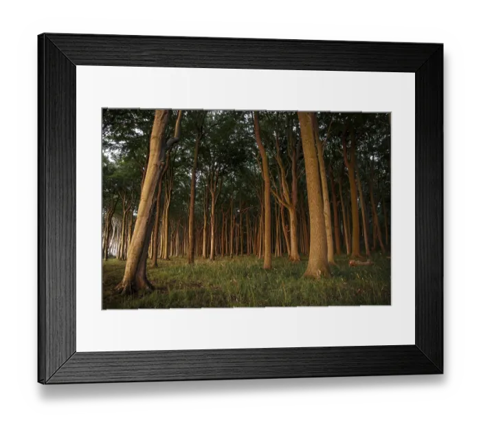 Framed Print : Ghost Forest with European Beeches (Fagus sylvatica) in the evening light