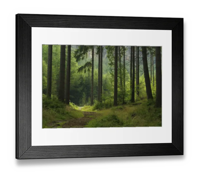 Framed Print : Forest, woodland