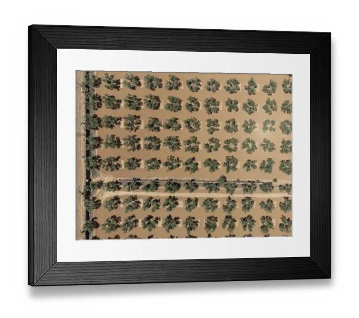 Framed Print : Olive grove on the way to L'Aguila