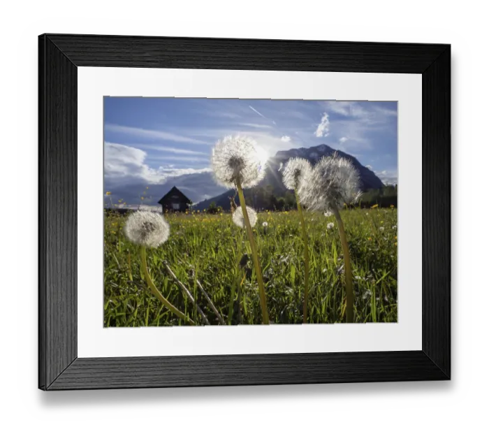 Framed Print : Common dandelion (Taraxacum), behind the Grimming