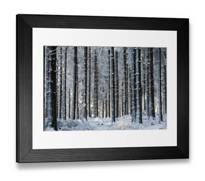 Framed Print : Snow-covered fir plantation on Feldberg Mountain in the Taunus Ranges