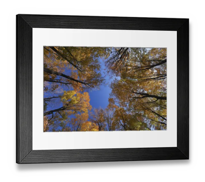 Framed Print : View from below into the tree tops in autumnal forest Framed Print : View from below into the tree tops in autumnal forest