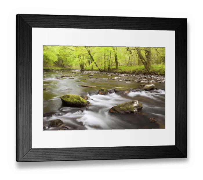 Framed Print : River flowing through ancient beech wood at dawn