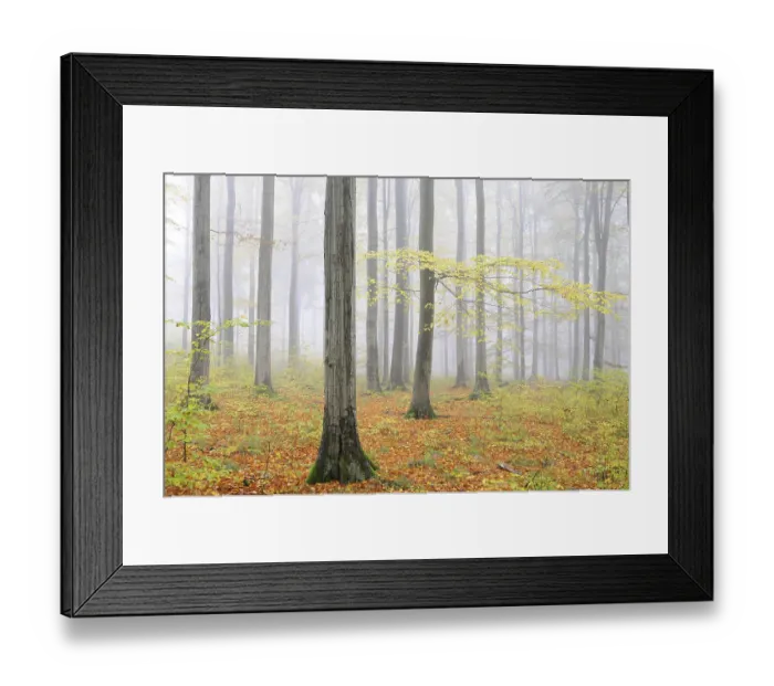 Framed Print : Foggy beech forest in autumn, Harz mountain range Framed Print : Foggy beech forest in autumn, Harz mountain range