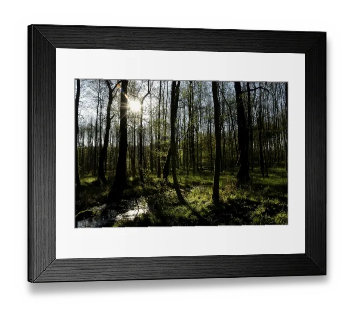 Framed Print : Spring in an alder forest