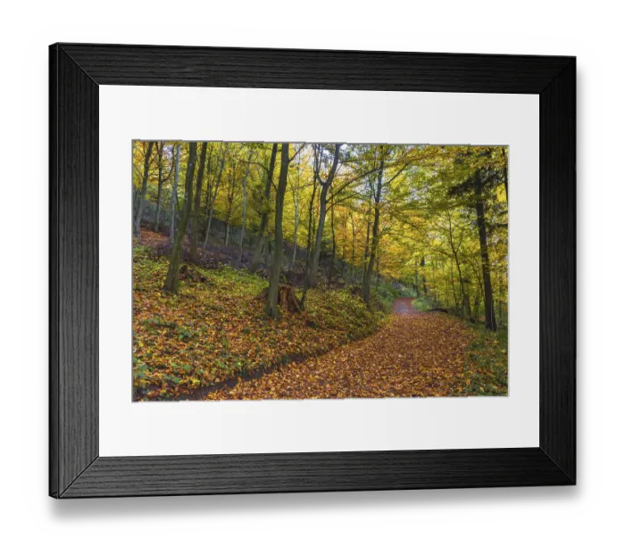 Framed Print : Autumn colorful morning in the forest near Graz