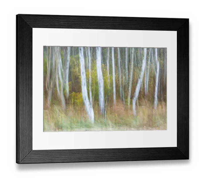 Framed Print : Moving long exposure of a birch forest Framed Print : Moving long exposure of a birch forest