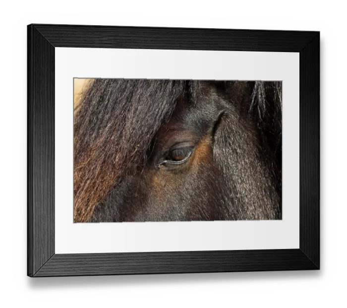 Framed Print : Dales pony, adult, close-up of face and mane