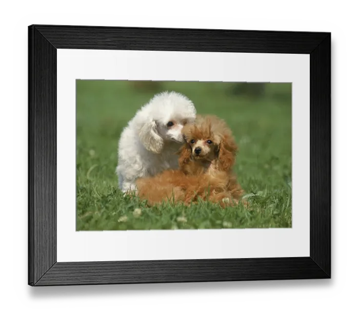 Framed Print : WHITE AND ABRICOT DWARF POODLES Framed Print : WHITE AND ABRICOT DWARF POODLES