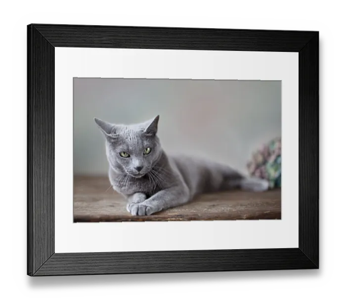 Framed Print : Portrait of a Russian Blue Pedigree Cat Framed Print : Portrait of a Russian Blue Pedigree Cat