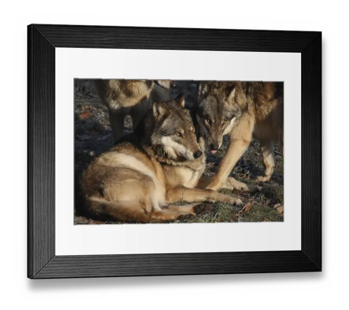 Framed Print : Eurasian wolves