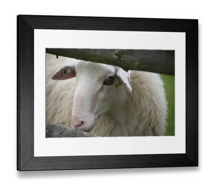 Framed Print : Sheep on a pasture Framed Print : Sheep on a pasture