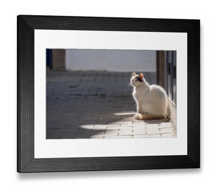 Framed Print : Street cat in the madina of Essaouira