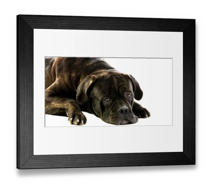 Framed Print : Cane Corso, a Dog Breed from Italy Framed Print : Cane Corso, a Dog Breed from Italy