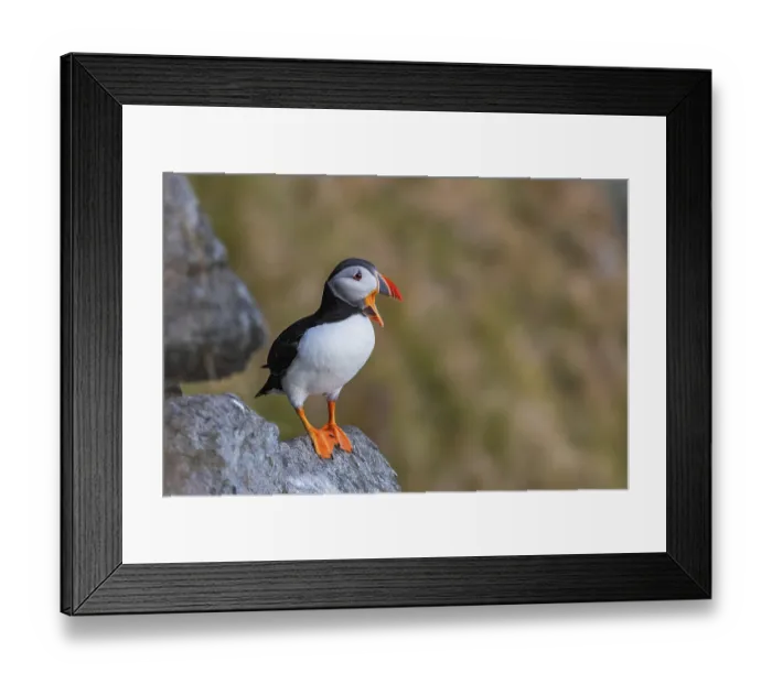 Framed Print : Atlantic Puffin (Fratercula arctica) Framed Print : Atlantic Puffin (Fratercula arctica)