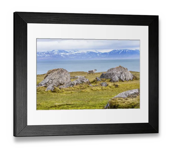Framed Print : Svalbard reindeer (Rangifer tarandus platyrhynchus) in the Toundra