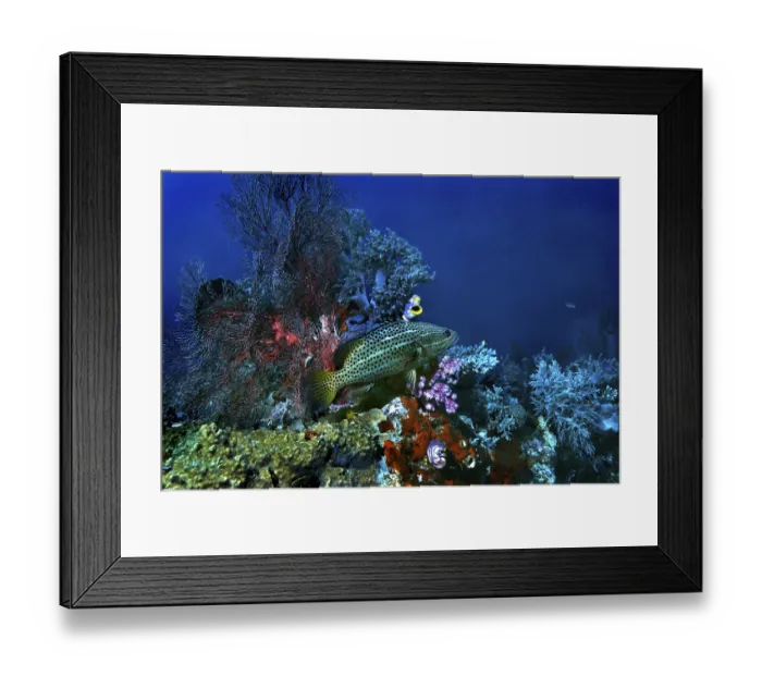 Framed Print : Slender Grouper (Anyperodon leucogrammicus) Framed Print : Slender Grouper (Anyperodon leucogrammicus)