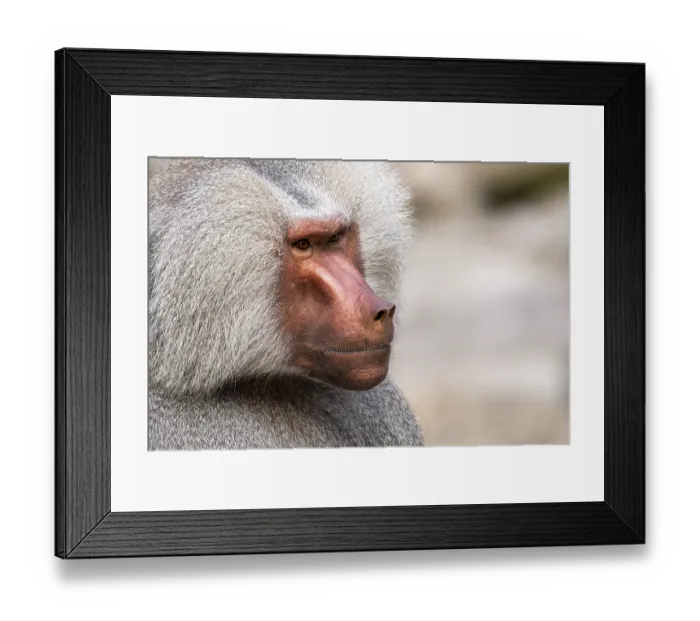 Framed Print : Hamadryas baboon (Papio hamadryas)