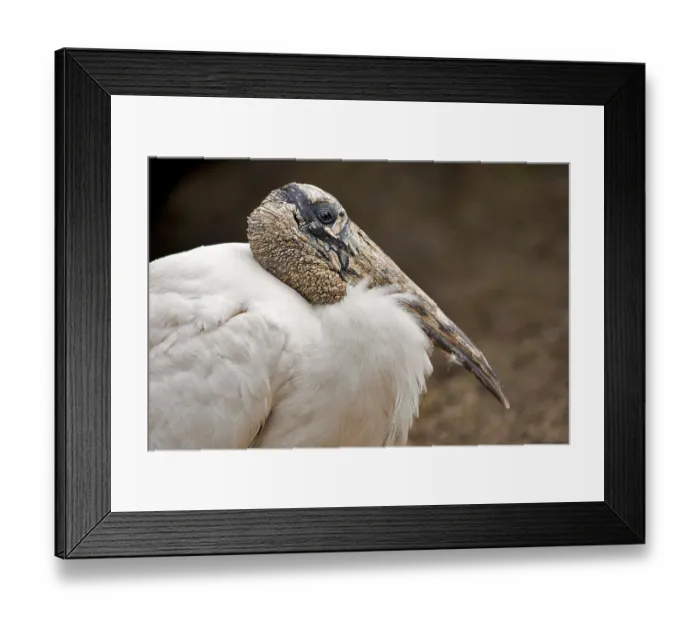 Framed Print : Wood Stork (Mycteria americana)