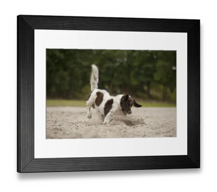Framed Print : Small Munsterlander playing in the sand