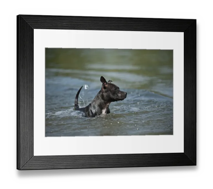 Framed Print : Old English Staffordshire Bull Terrier