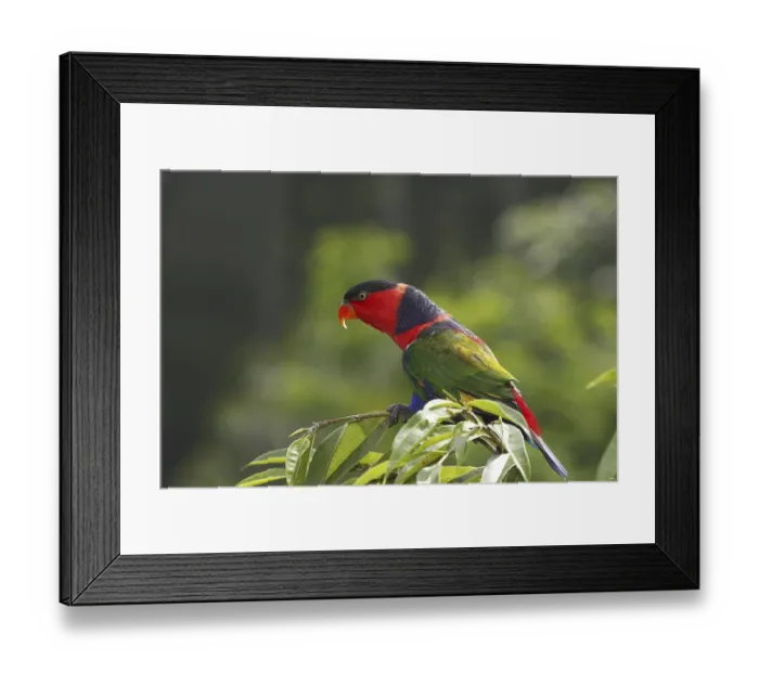 Framed Print : Black-capped Lory, Western Black Capped Lory or Tricolored Lory (Lorius lory) Framed Print : Black-capped Lory, Western Black Capped Lory or Tricolored Lory (Lorius lory)