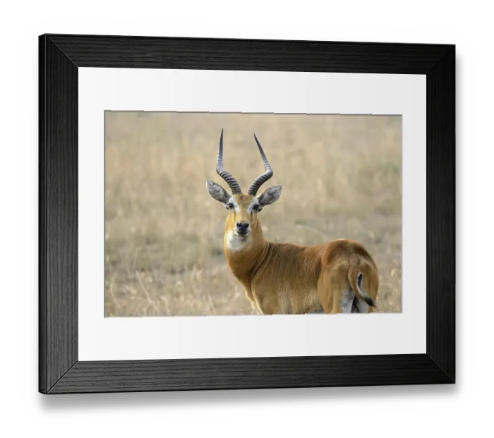 Framed Print : Adenota thomasi, Uganda kob (Kobus kob thomasi)