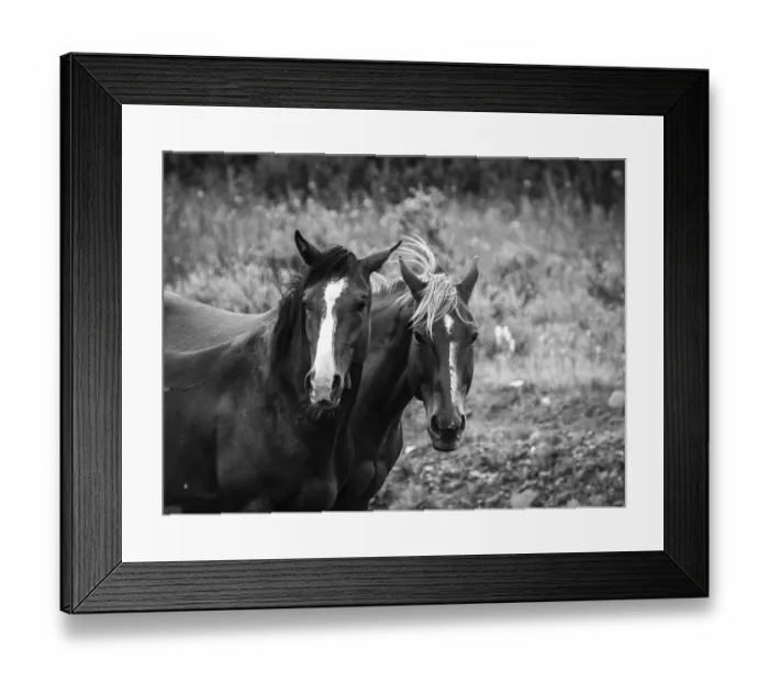 Framed Print : Horses, Black and White, Alaska