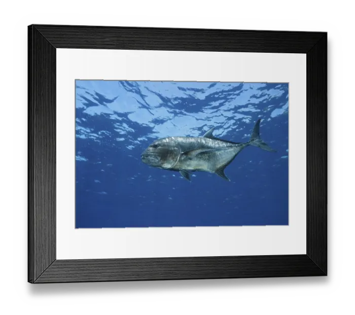 Framed Print : Thickhead trevally, Caranx ignobilis